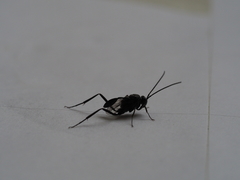 Evania appendigaster