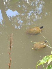 Trachemys scripta