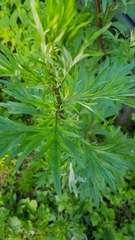 Artemisia vulgaris