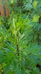 Artemisia vulgaris