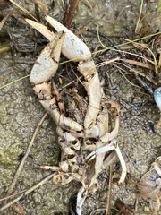 Procambarus steigmani