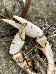 Procambarus steigmani