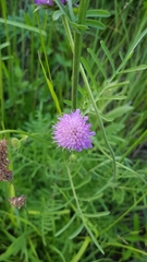 Knautia arvensis