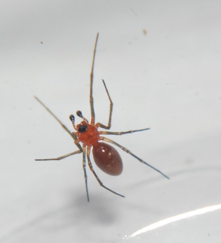 Black-tailed Red Sheetweaver