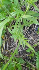 Knautia arvensis