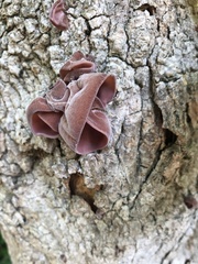Auricularia