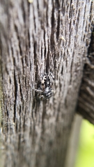 Phidippus borealis