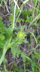 Knautia arvensis