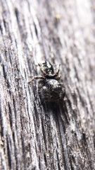Phidippus borealis