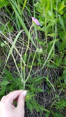 Knautia arvensis