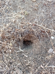 Oryctolagus cuniculus