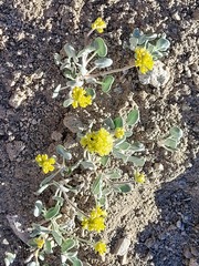 Eriogonum alexanderae