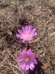 Lewisia rediviva