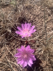 Lewisia rediviva