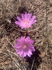 Lewisia rediviva