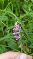 Vicia cracca