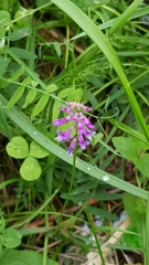 Vicia cracca