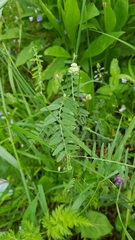 Vicia cracca