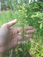 Platanthera bifolia