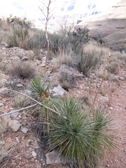 Yucca utahensis