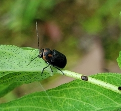 Pachybrachis trinotatus