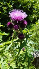 Cirsium alsophilum