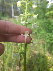 Platanthera bifolia