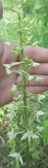 Platanthera bifolia