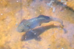 Cyprinodon eremus