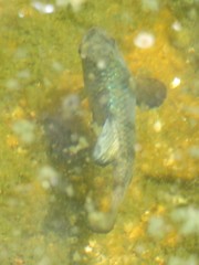 Cyprinodon eremus