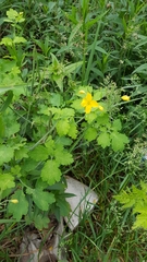 Chelidonium majus
