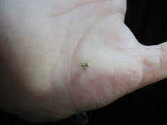 Brachyolus punctatus