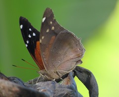Historis acheronta