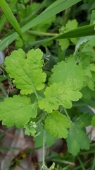 Chelidonium majus