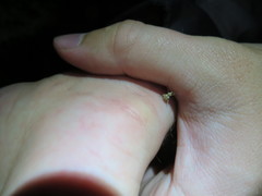 Brachyolus punctatus