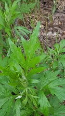 Artemisia vulgaris