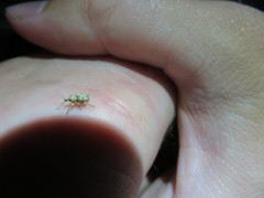 Brachyolus punctatus