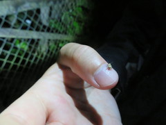 Brachyolus punctatus