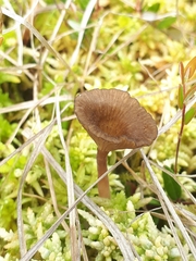 Arrhenia sphagnicola