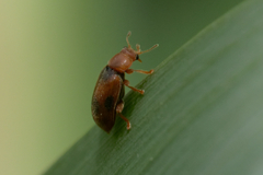 Coccidula scutellata