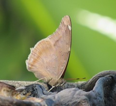 Historis acheronta