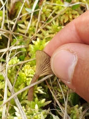 Arrhenia sphagnicola