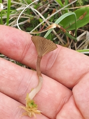 Arrhenia sphagnicola