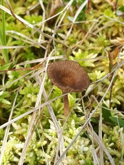 Arrhenia sphagnicola