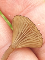 Arrhenia sphagnicola