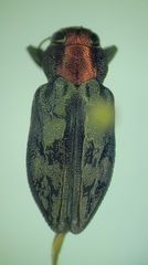 Chrysobothris ignicollis
