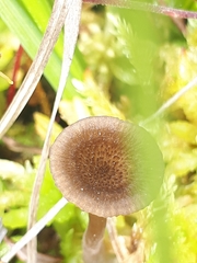 Arrhenia sphagnicola