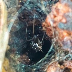 Latrodectus geometricus