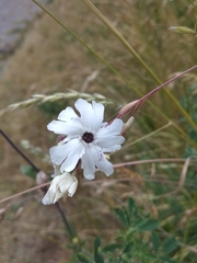 Microbotryum lychnidis-dioicae