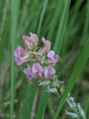 Onobrychis supina
